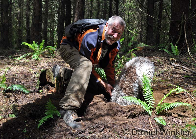 Truffles in the Pacific Northwest Mushroaming Daniel Winkler's